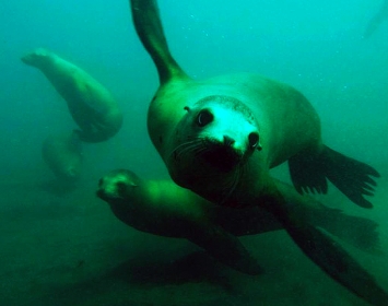 Santa Monica Pier Aquarium Nikki Pieper Sea Lion